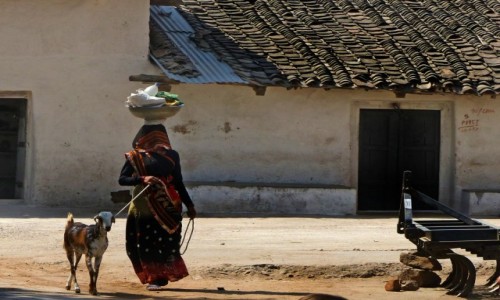 Zdjęcie INDIE / - / okolice RANTHAMBORE / Na spacerze