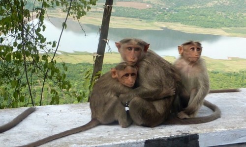 Zdjecie INDIE / Tamil Nadu / Kodaikanal / Makak indyjski