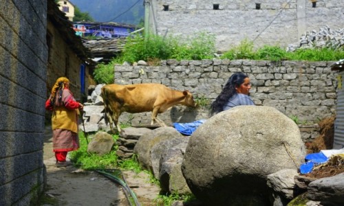 Zdjęcie INDIE / Himalai Pradesz   / Manali / Manali