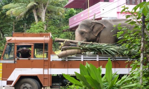 Zdjecie INDIE / Kerala / Alappuzha / transport sonia