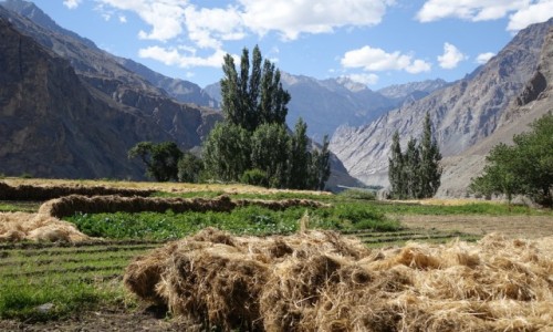 Zdjęcie INDIE / Dolina Nubry   / Dolina Nubry   / Polowe prace