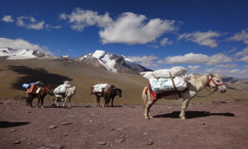 Zdjecie INDIE / Ladakh / Nimaling / Himalaje