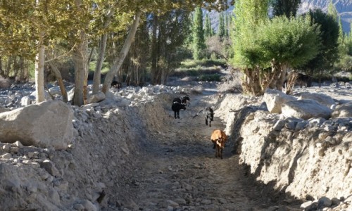 Zdjęcie INDIE / Dilina  Nubry / Dilina  Nubry / Spacer