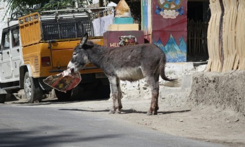 Zdjęcie INDIE / Dolina   Nubry / Dolina   Nubry / czytelnik