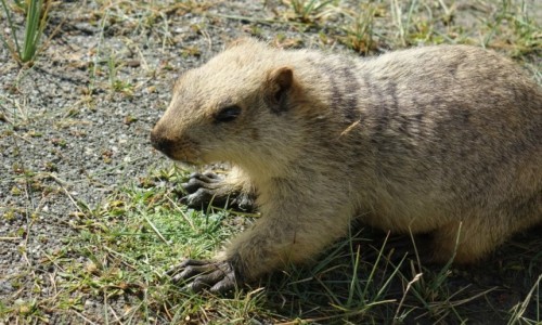 Zdjęcie INDIE / Dolina Nubry  / Dolina Nubry  / Dolina Nubry