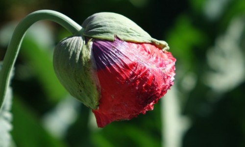 Zdjęcie INDIE / Dolina Nubry  / Dolina Nubry  / Dolina Nubry