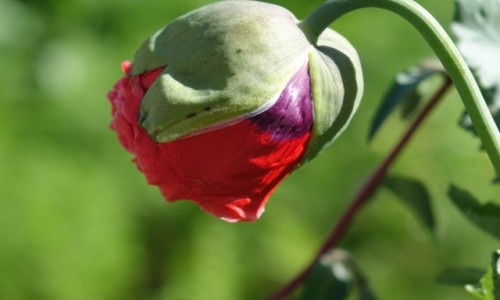 Zdjęcie INDIE / Dolina Nubry   / Dolina Nubry   / Dolina Nubry