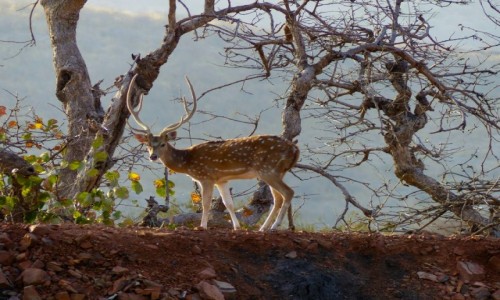 Zdjecie INDIE / - / Ranthambore National Park / Ranthambore National Park