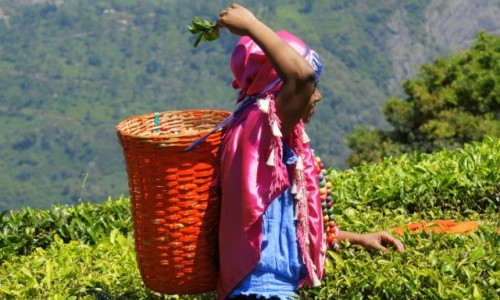 Zdjcie INDIE / - / Coonoor / Zbir herbaty