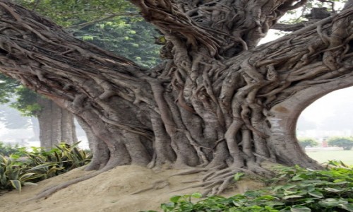 Zdjcie INDIE / Haryana / Delhi / Delhi 9