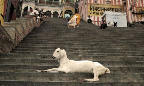 Zdjecie INDIE / brak / Varanasi / Varanasi