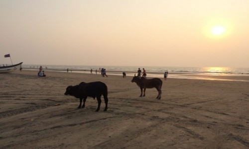 Zdjęcie INDIE / Goa / Arambol / Plaża