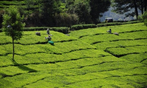 Zdjecie INDIE / Kerala / Munnar / zbiory herbaty 