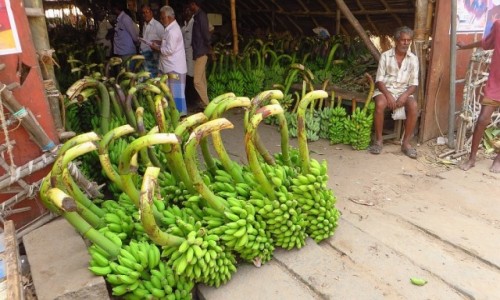 Zdjecie INDIE / Tamilnadu / Tiruvannamalaj / sklep z bananami