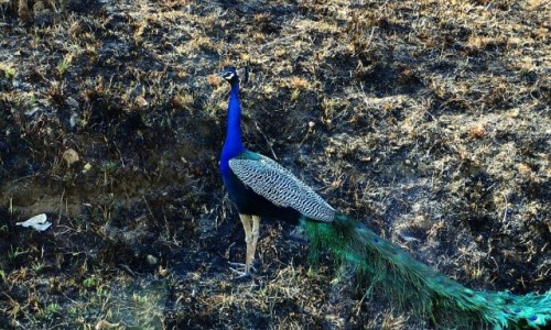Zdjcie INDIE / Karnataka / P.N. Bandipur / dziki paw