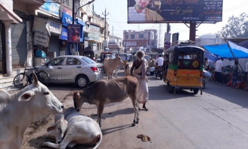 Zdjecie INDIE / - / Vrindavan  / ulica we Vrindavanie 