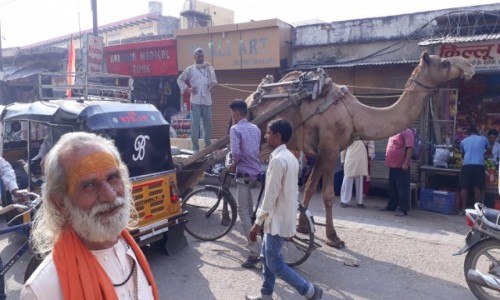 Zdjecie INDIE / - / Vrindavan  / portret z wielb��dem 