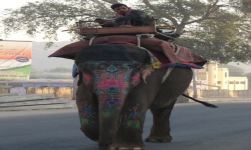 Zdjęcie INDIE / brak / Jajpur / Malowany słoń
