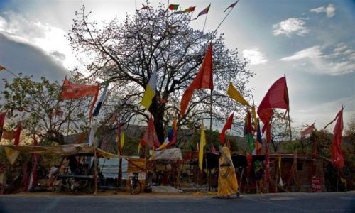 Zdjęcie INDIE / Madhya Pradesh  / Madhya Pradesh / Święte drzewo