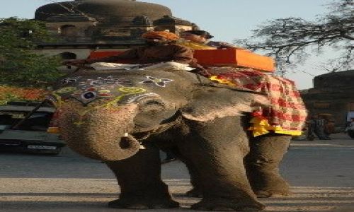 Zdjecie INDIE / Madhya Pradesh / Orcha / Przejadka 