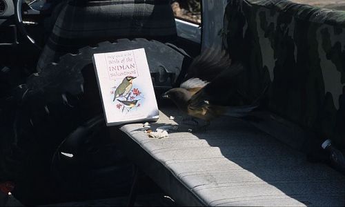 Zdjecie INDIE / brak / park narodowy Sariska / ptaki Indii