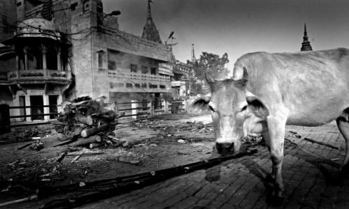 Zdjecie INDIE / brak / VARANASI / VARANASI