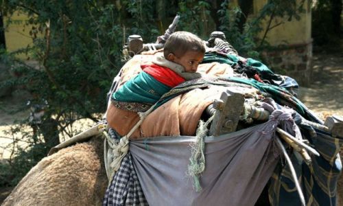 Zdjęcie INDIE / -RAJASTAN / Jaipur / NA wielbłądzie najlepiej