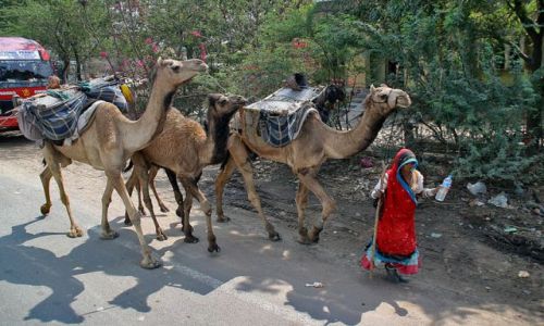 Zdjęcie INDIE / brak / W drodze do ORCHHA / Karawana