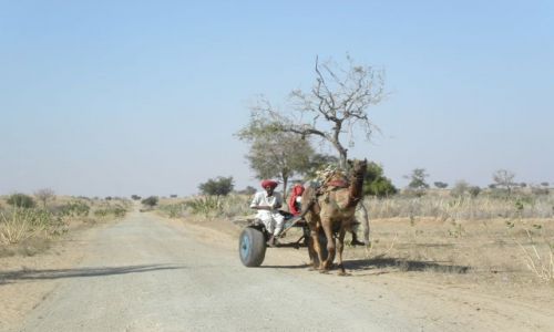 Zdjecie INDIE / Rajastan / okolice Barmer / pustynia Thar