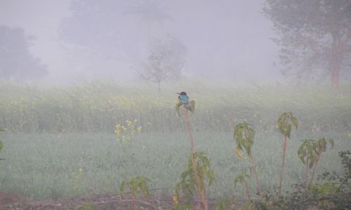 Zdjęcie INDIE / brak / park narodowy Bharatpur / Kingfisher