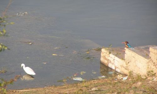 Zdjecie INDIE / brak / park narodowy Bharatpur / ptaki Indii