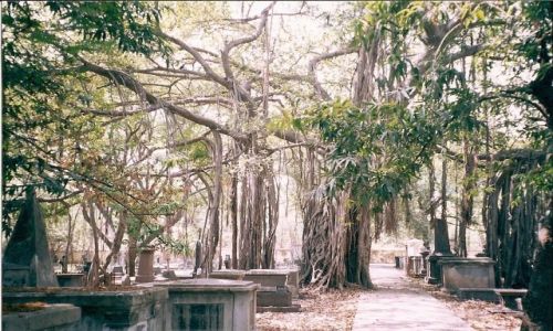 Zdjęcie INDIE / Tamilnadu / Chennai / cmentarz w cieniu banjana