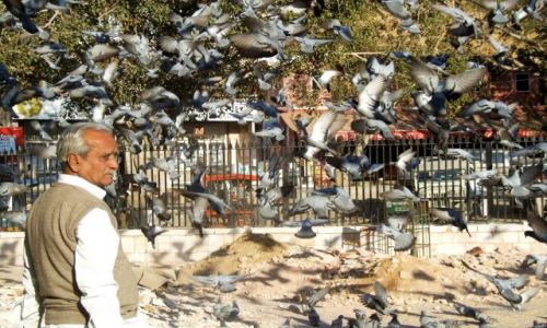 Zdj�cie INDIE / indie / po drdze... / ptaki