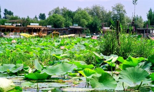 Zdjecie INDIE / Kaszmir / Jezioro Srinagar / Morze lilii wodnych