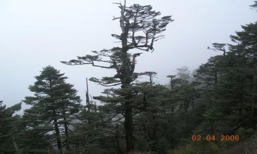 Zdjęcie INDIE / Bengal Zachodni / trekking Sandakphu / Sandakphu (3660 m.npm)