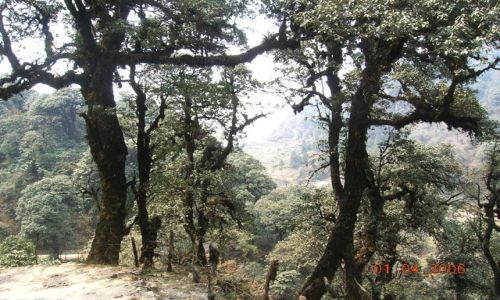 INDIE / Bengal Zachodni / trekking Sandakphu / himalajskie dby