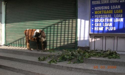 Zdjęcie INDIE / Sikkim / Gangtok / pierwszy klient