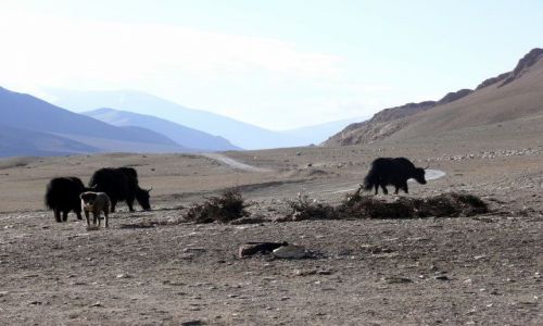 Zdjecie INDIE / Himalaje / Ladakh / Yaki na Paskowyu Moray