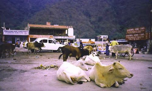 Zdjecie INDIE / brak / Rishikesh / święte krowy Rishikeshu