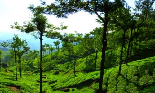 Zdjęcie INDIE / Kerala / Munnar / tam gdzie dojrzewa tetley
