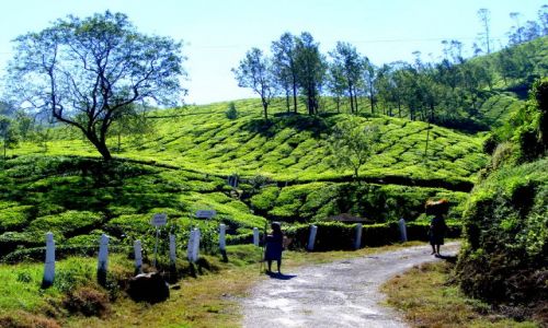 Zdjęcie INDIE / Kerala / Munnar / plantacje herbaty