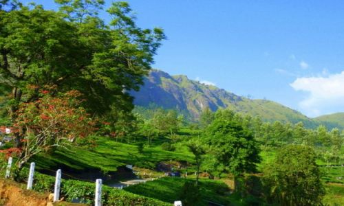 Zdjęcie INDIE / brak / Munnar / pola herbaciane