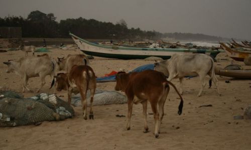 Zdjęcie INDIE / Mamallapuram / Mamallapuram / opalac kazdy sie moze...