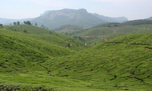 Zdjecie INDIE / Kerala / Munnar / tea