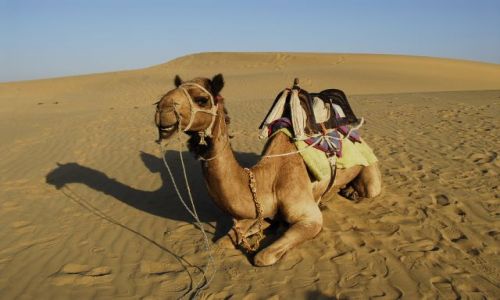 Zdjecie INDIE / Rajasthan / Thar Desert / wielblad
