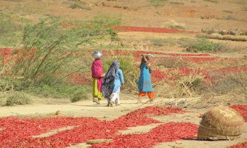 Zdjęcie INDIE / Rajastan / okolice  Ranthanbore / zbiory papryczek chili