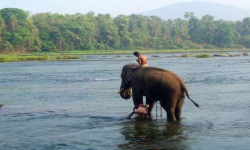 Zdjęcie INDIE / Kerala / w drodze z Kochin do Munnar / poranna kąpiel