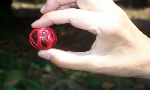 Zdjęcie INDIE / Kerala / w drodze z Kochin do Munnar / a tak wygląda gałka muszkatołowa z osnówką