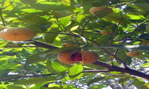 Zdjęcie INDIE / Kerala / okolice Munnar / drzewo muszkatołowca