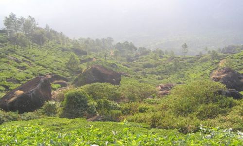 Zdjęcie INDIE / Kerala / okolice Munnar / plantacja herbaty